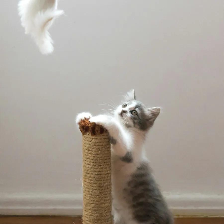 Sisal Scratching Post