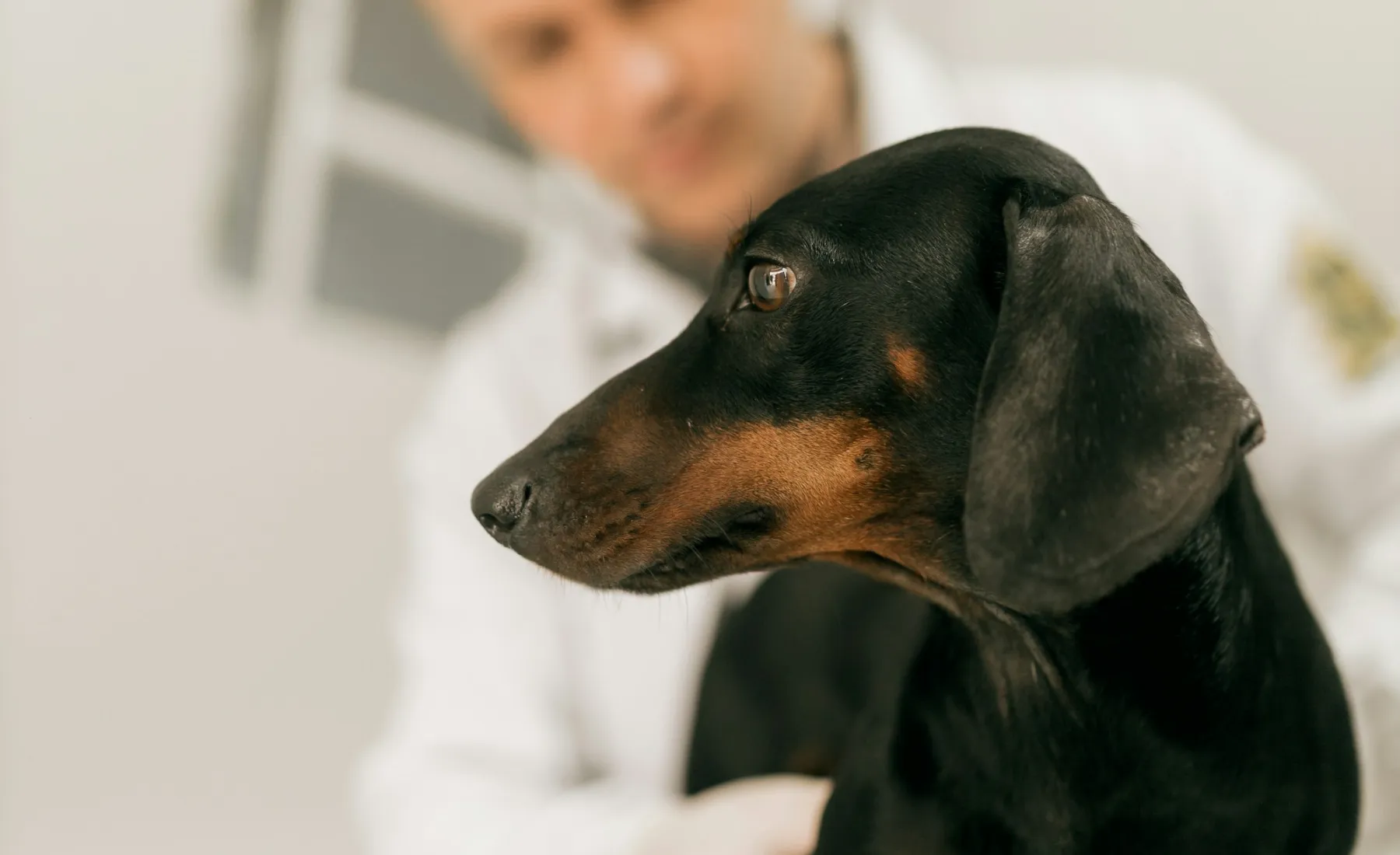 A vet gently examining a dachshund